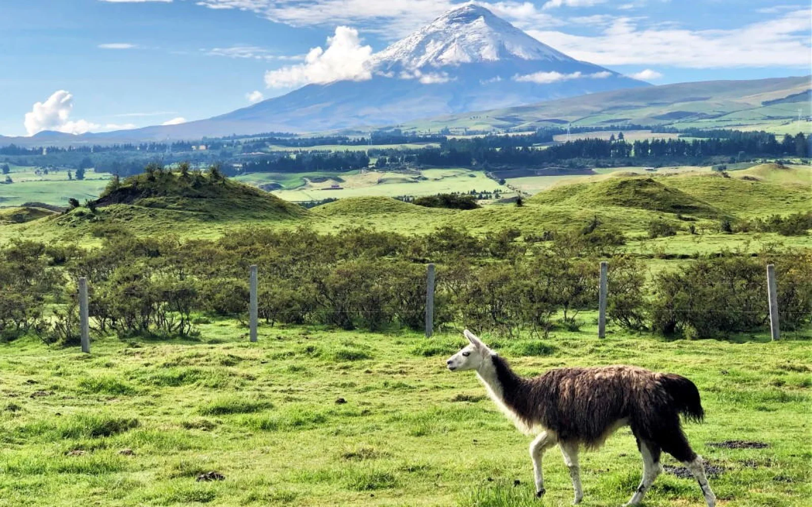Fahrt entlang der Straße der Vulkane mit Blick auf den formschönen Cotopaxi (5897 m)... 