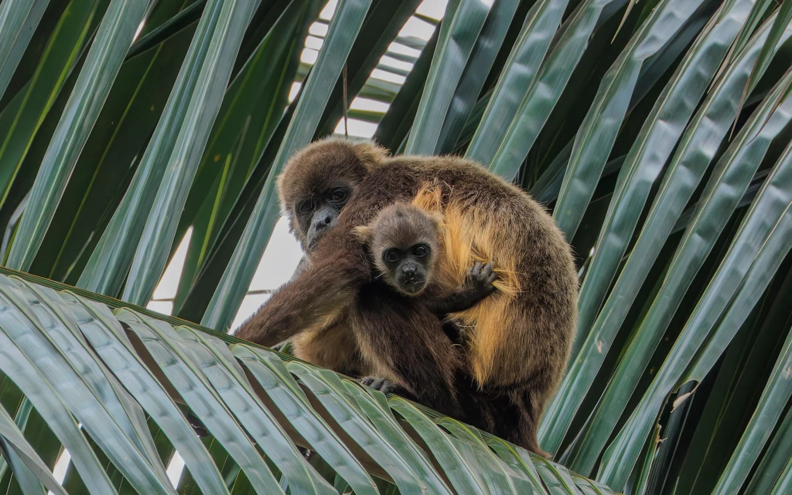 Tierische Begegnungen, wie Brüllaffen, bleiben ebenfalls nicht aus.