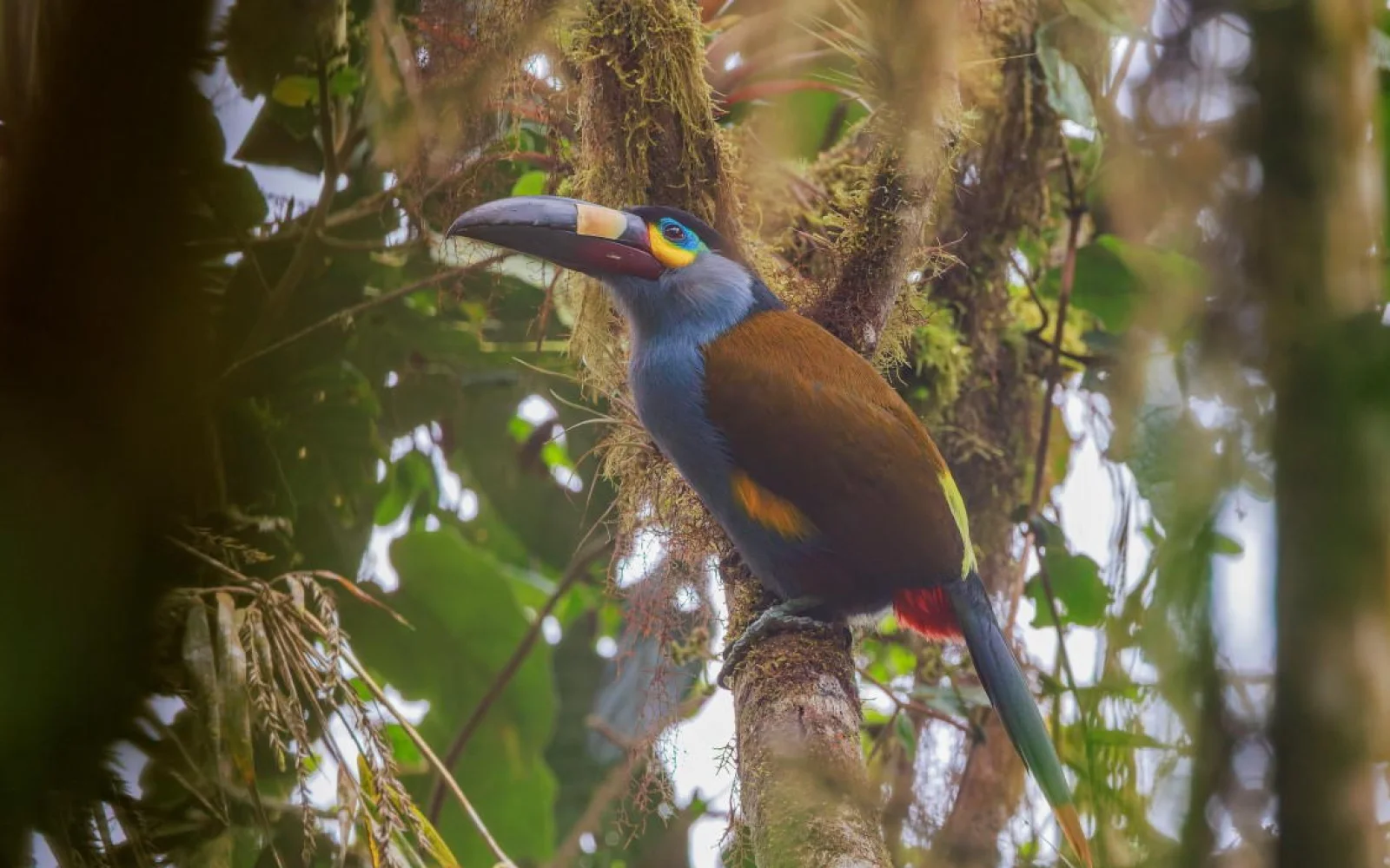 Ob Bergtukan (Foto) oder Kolibri: exotisch und farbenfroh präsentiert sich die Vogelwelt