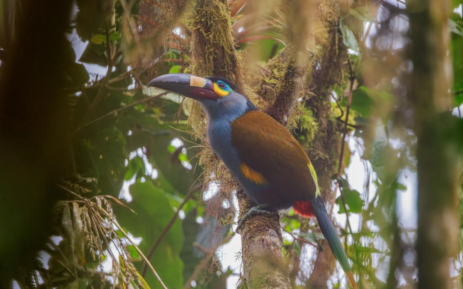 Ob Bergtukan (Foto) oder Kolibri: exotisch und farbenfroh präsentiert sich die Vogelwelt
