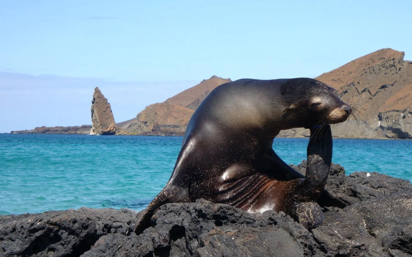 Galapagos Seelöwen (Foto: Petra Schönemann)