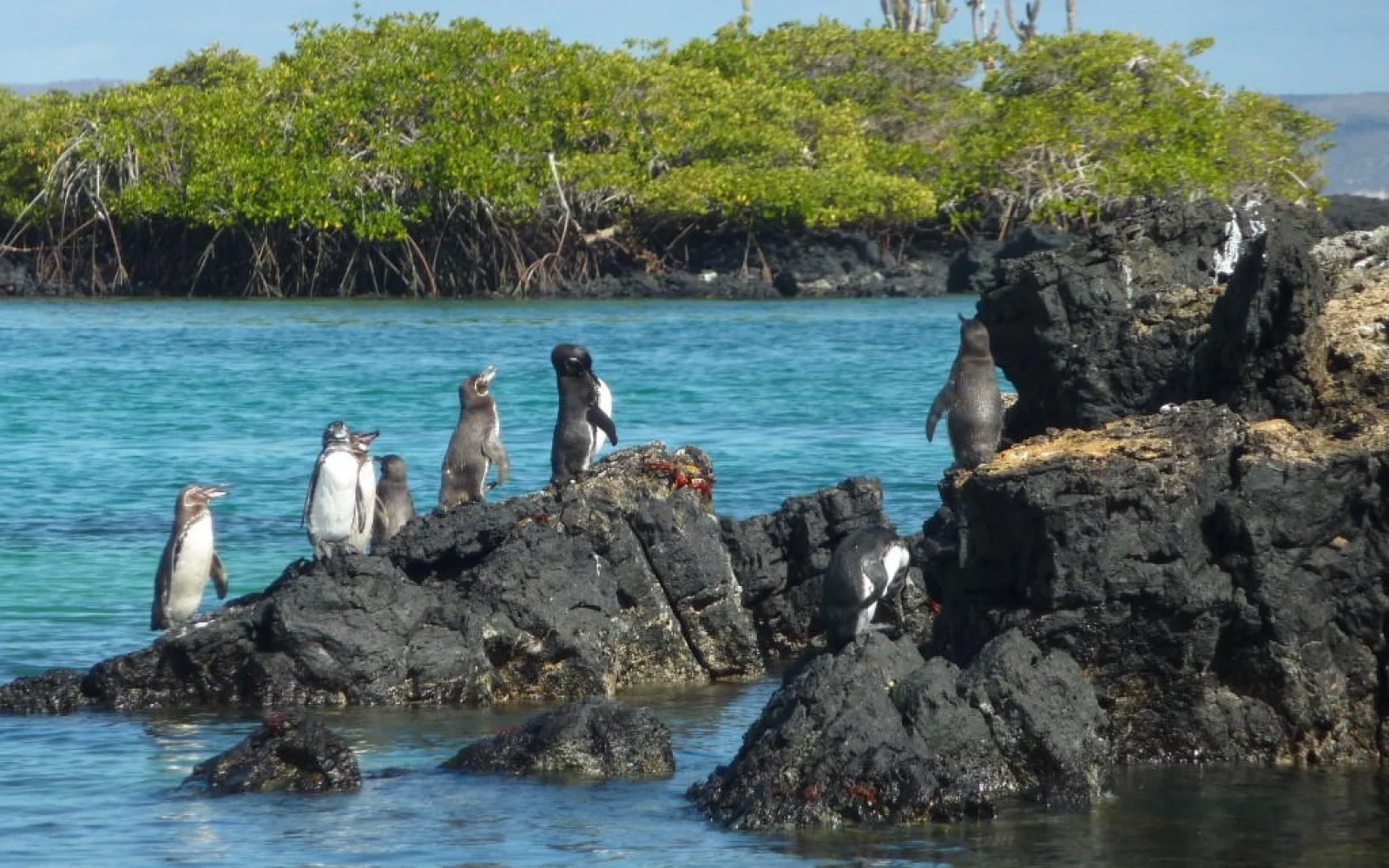 Pinguine tummeln sich auf dem Vulkangestein