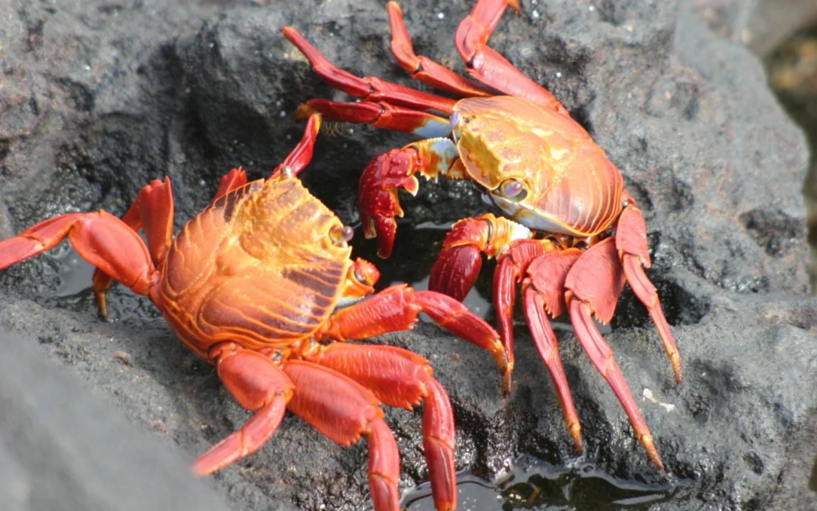 Pärchen oder Revierkampf? Die Roten Klippenkrabben (Grapsus grapsus)