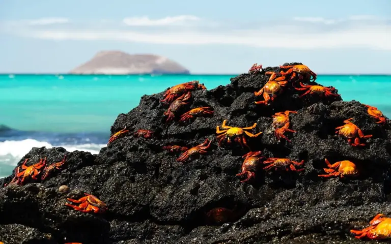 Zwei Wochen Urlaub im Naturparadies Galapagos!