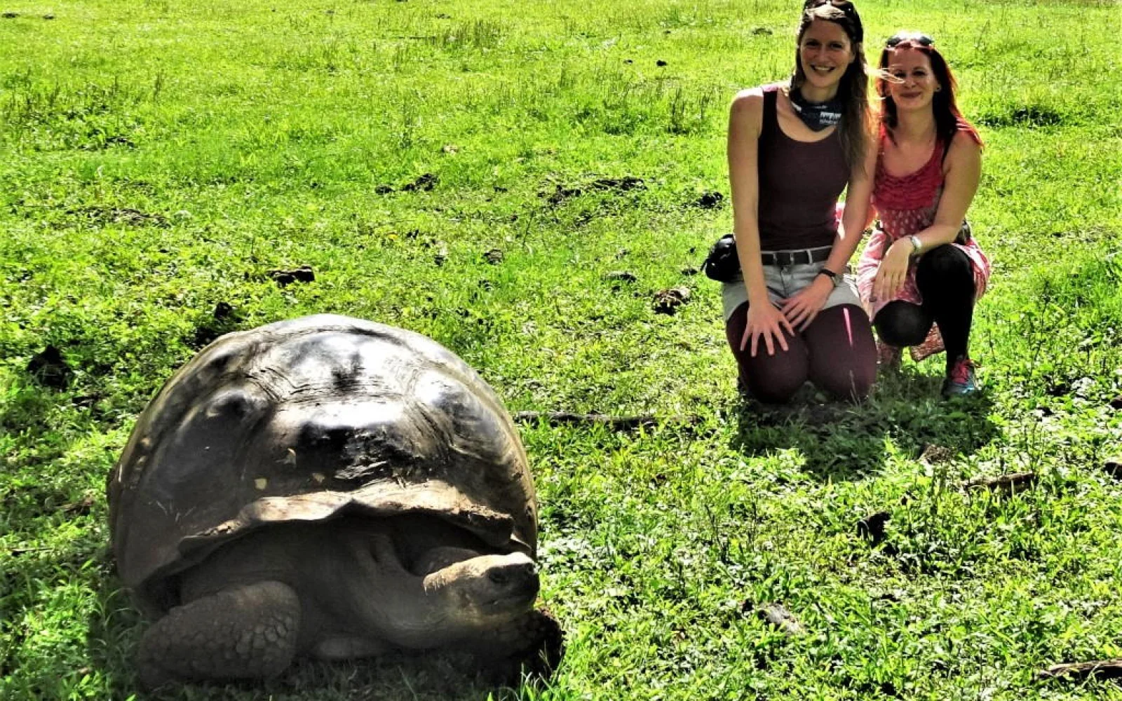 Riesenschildkröten auf Santa Cruz bestaunen.