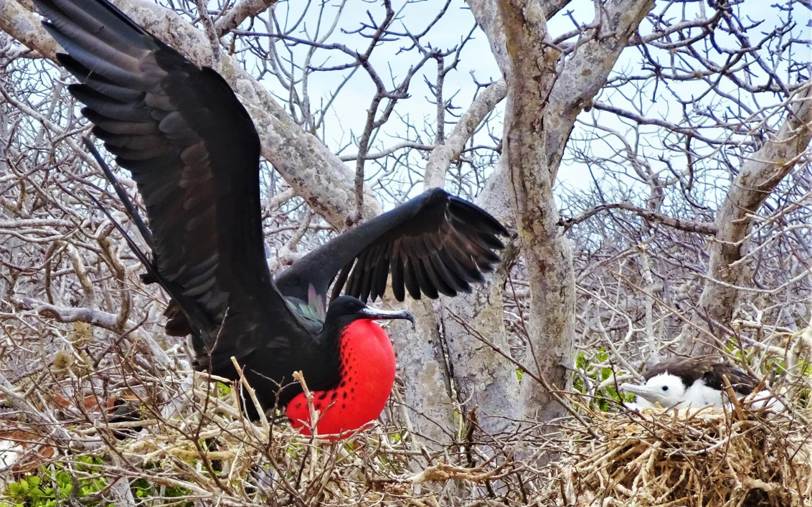 Bereits am dritten Reisetag fliegen Sie auf das Galapagos-Archipel.
