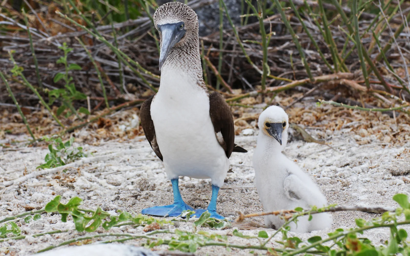 Bereits am dritten Reisetag fliegen Sie auf das Galapagos-Archipel.