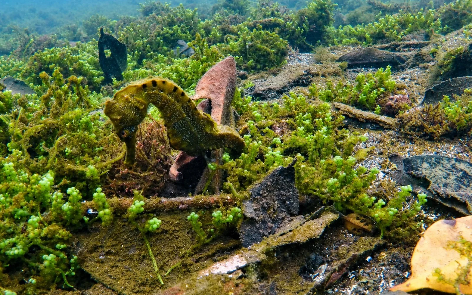 Bei zahlreichen Schnorchelgängen erleben Sie die Wunder unter dem Meer.