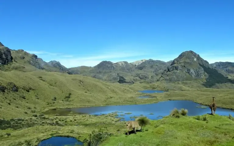 Goldschimmernde, moorähnliche Hochlandnatur im Cajas Nationalpark