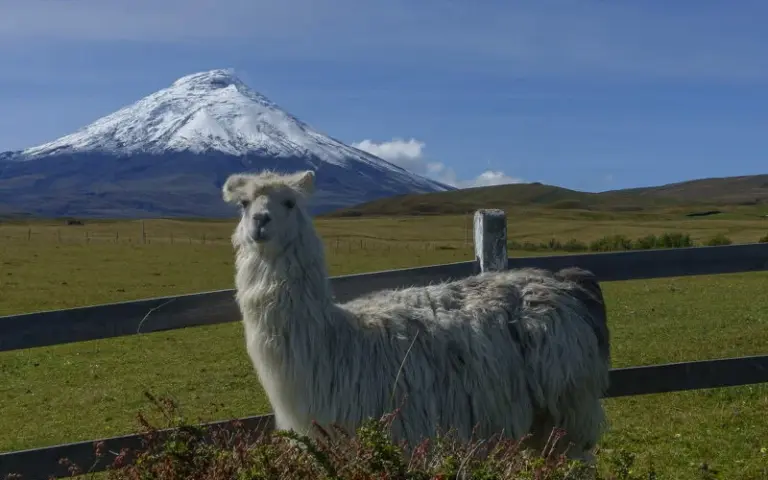 Wanderung im Cotopaxi-Nationalpark 