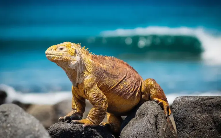 Freizeit auf Santa Cruz