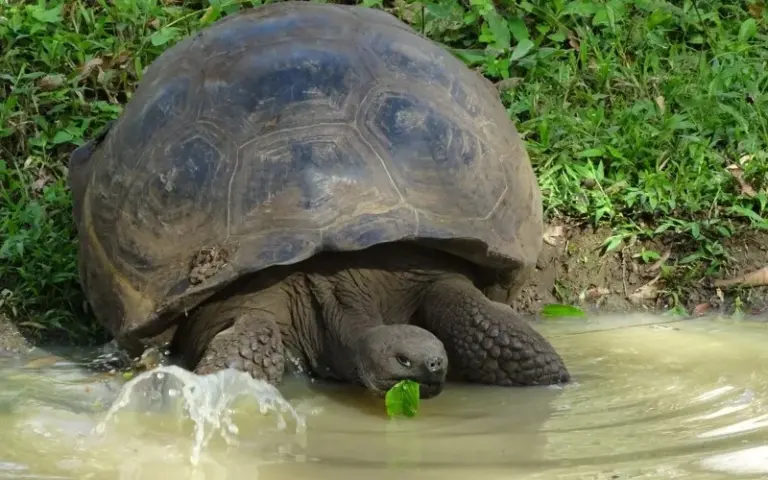 Ausflug ins Hochland: Besuch der Schildkröten und Baden mit Seelöwen