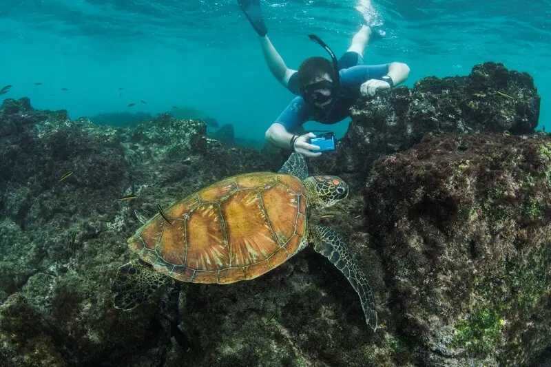 Ein Schnorchler mit Taucherbrille, Schnorchel und Unterwasserkamera schwimmt im klaren, türkisfarbenen Wasser nah an einer großen Grünen Meeresschildkröte vorbei, die über ein vulkanisches Korallenriff gleitet.