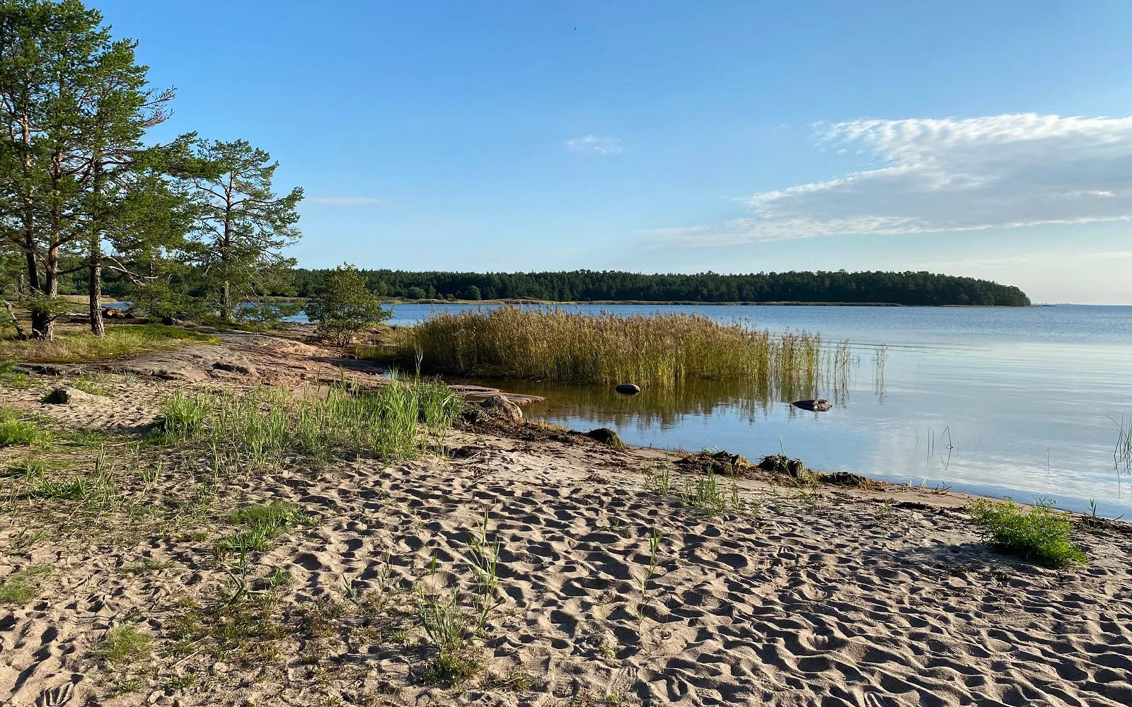 Genießen Sie den von Kiefern eingerahmten Sandstrand von Sandösund.