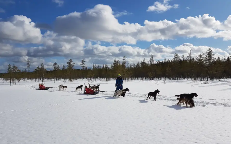 Genussvoll mit Huskys durch Kainuu