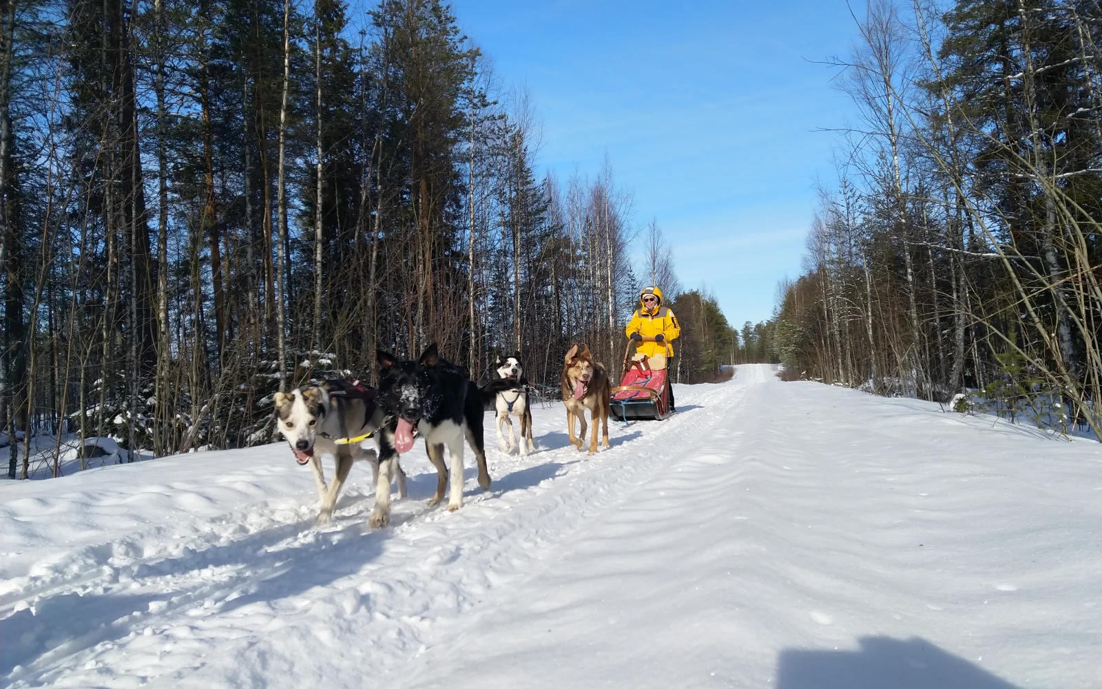 Die Trails durch den Wald sind stimmungsvoll und abwechslungsreich zugleich.