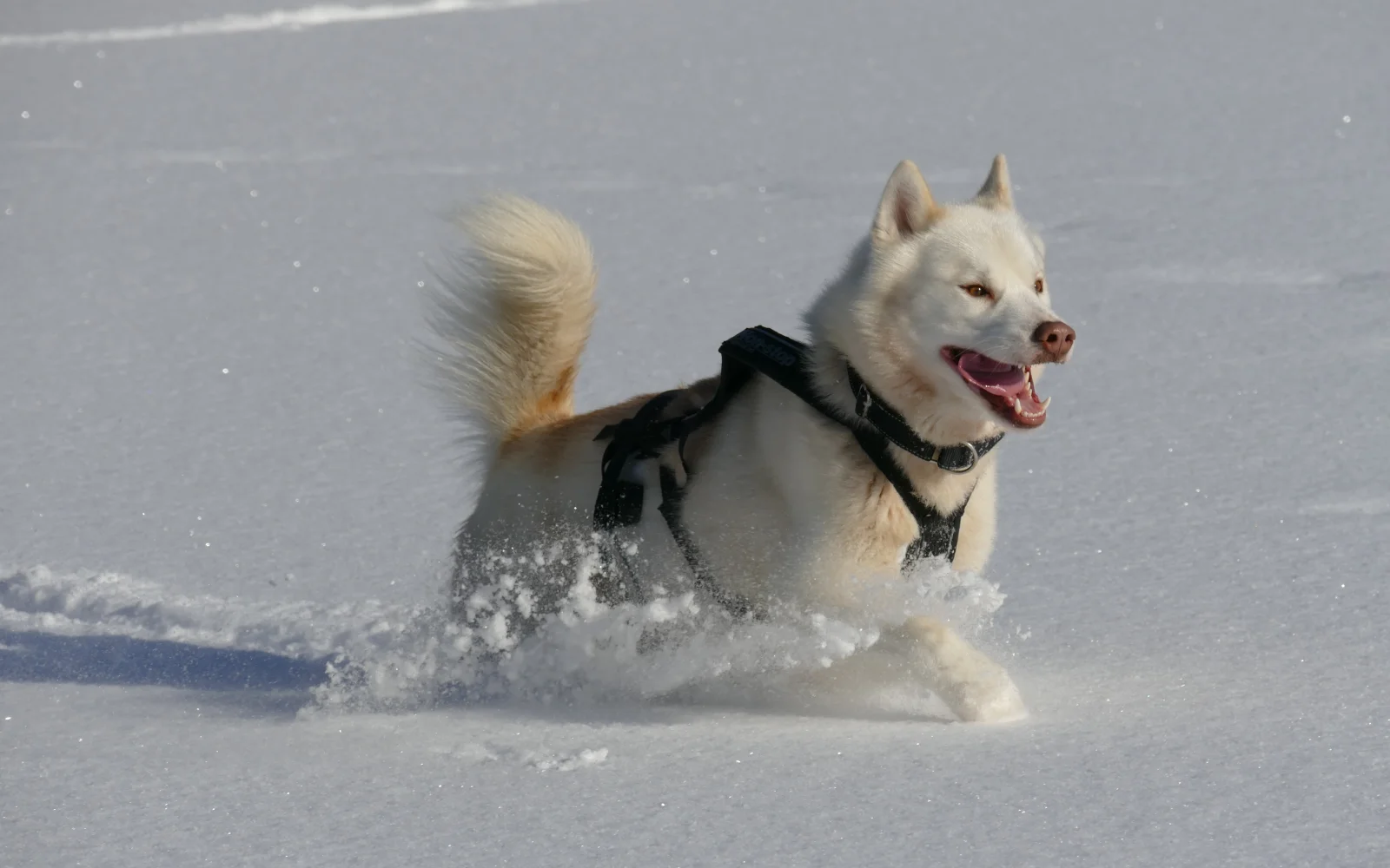 In die Hunde "Ihres" Gespanns werden Sie sich verlieben.