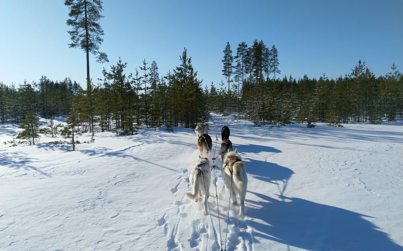 Manchmal sind die Trails frisch verschneit – dann legen Sie eine kurze Strecke im Tiefschnee zurück.