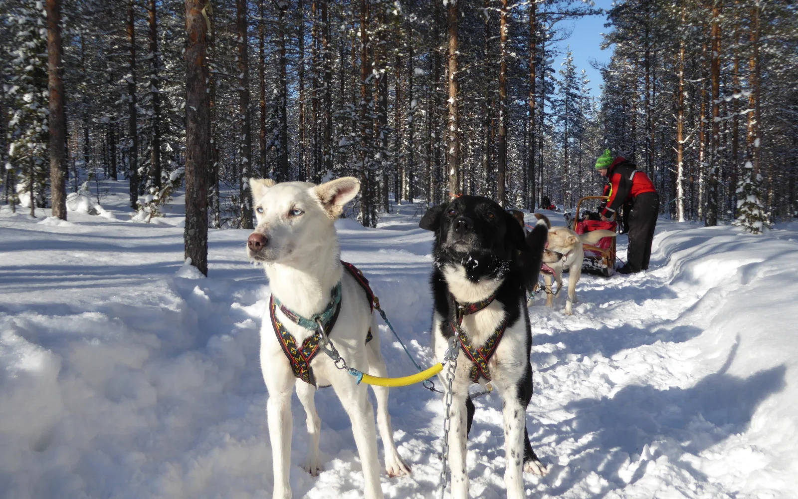 Hier im Bild Vaasa und Momo als unzertrennliches Team im Gespann.
