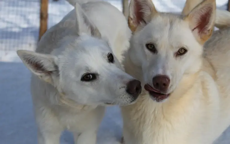 Sie stehen auf dieser Reise ganz klar im Mittelpunkt - die Huskys.