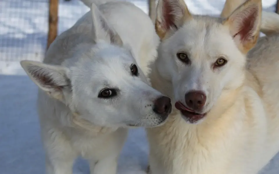 Mit Huskys auf dem Bärenpfad durch Finnisch-Karelien