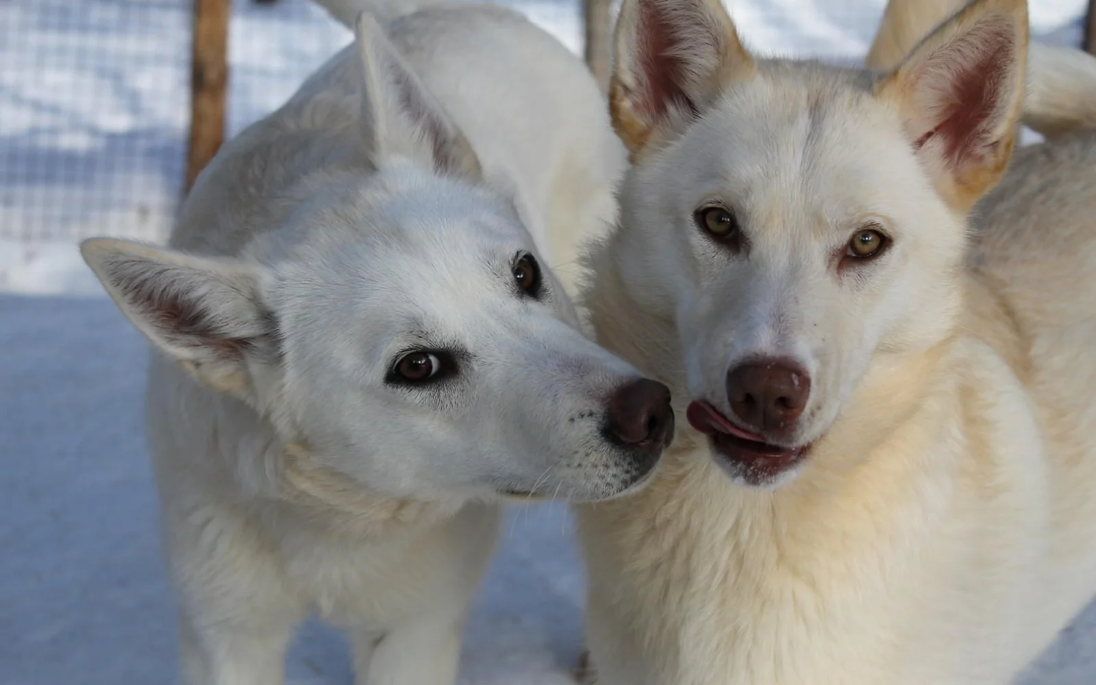 Sie stehen auf dieser Reise ganz klar im Mittelpunkt - die Huskys.