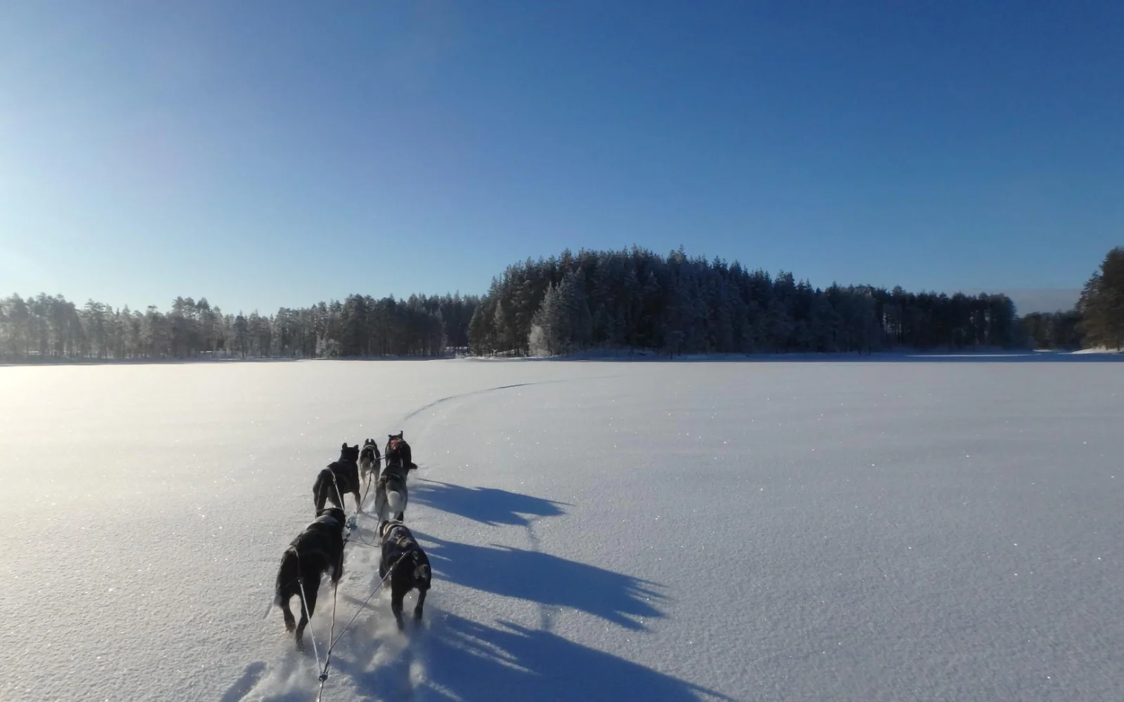 ...teils auf dem "Bärenpfad", über zugefrorene Seen und durch verschneite Wälder.