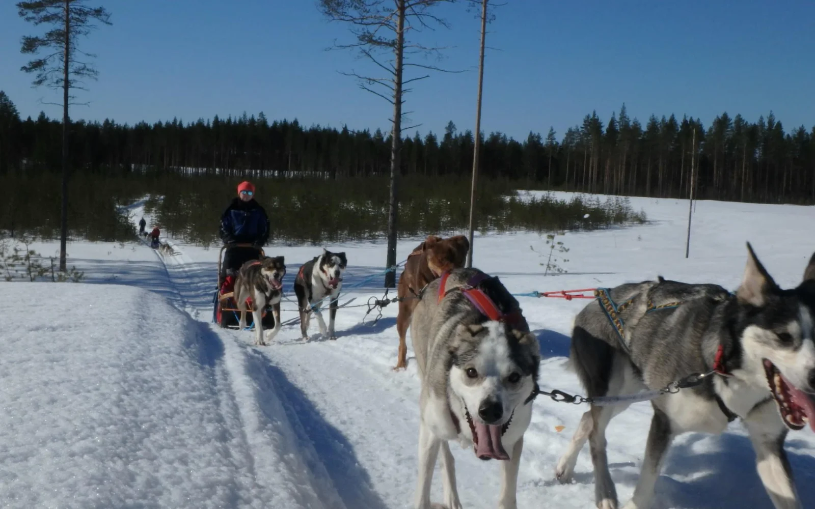 ...nur Sie und die Hunde und die verschneiten karelischen Winterlandschaften.