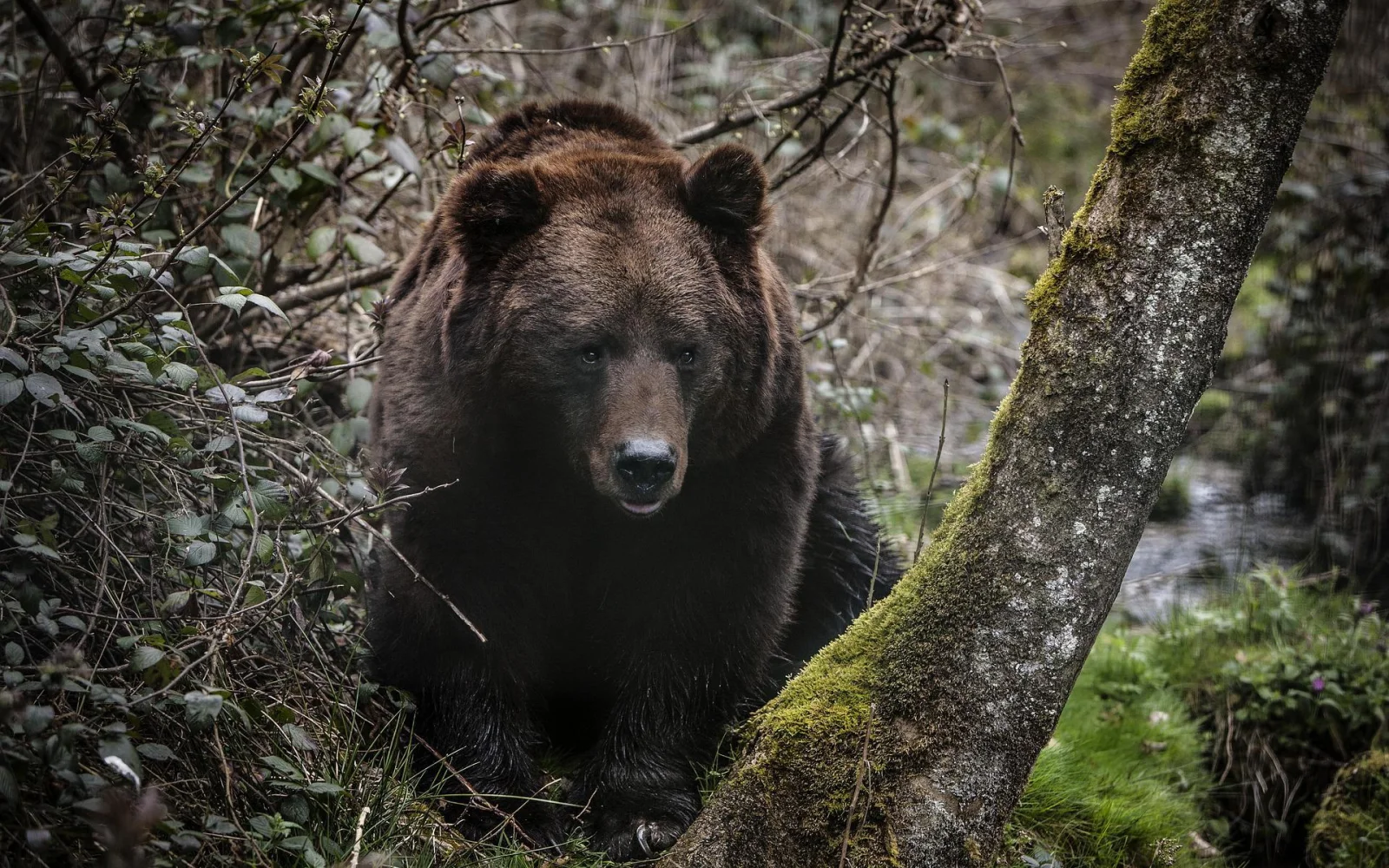 In der Wildnis am Uuronlampi See halten Sie Ausschau nach Bär, Vielfraß &co
