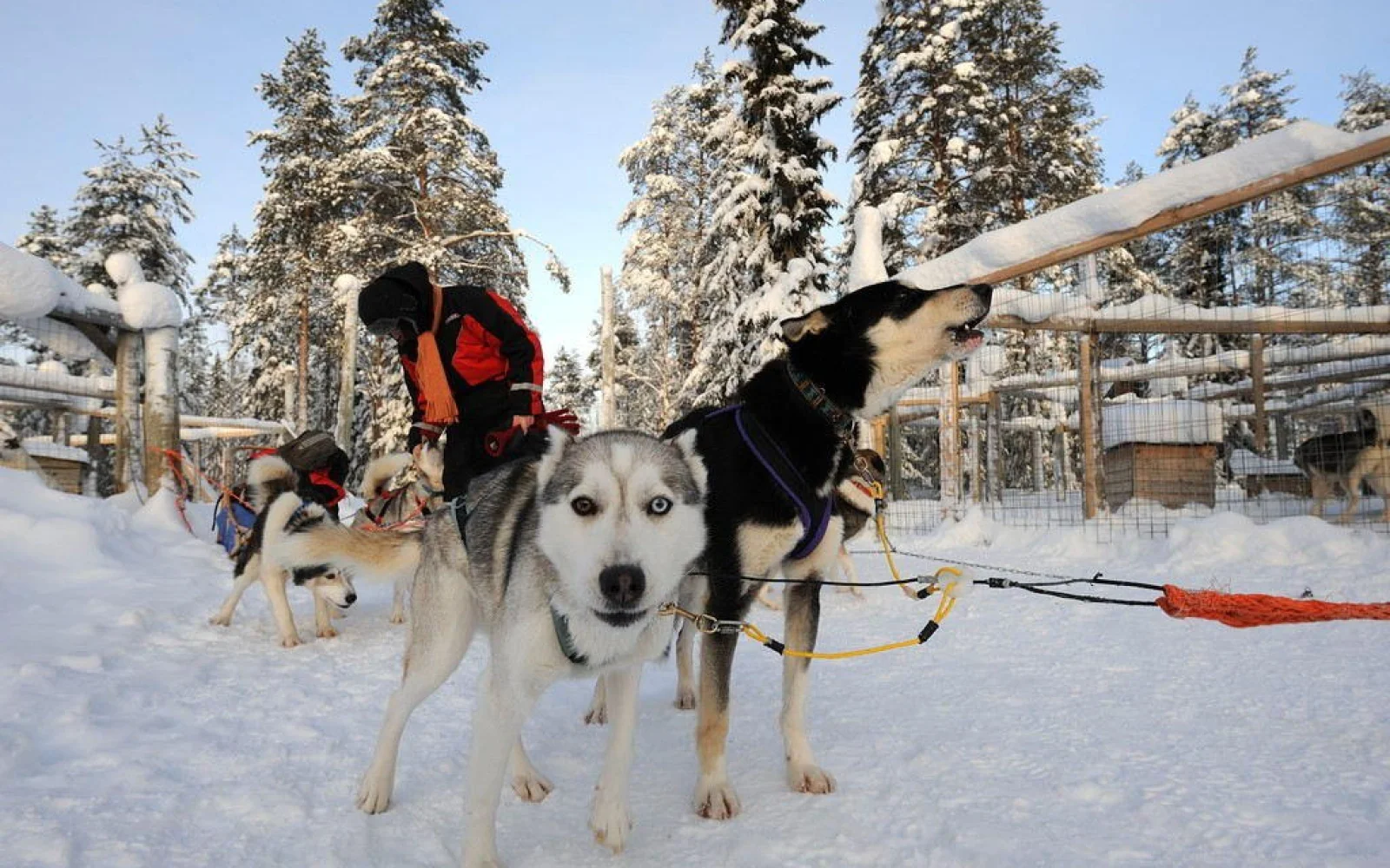 Ungeduldig wird auf dem Start gewartet- aber woher wissen die Huskys, wo es lang geht? 