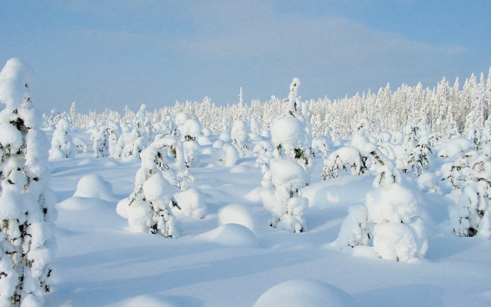 Vom Schnee geformt: Finnlands Winterwald