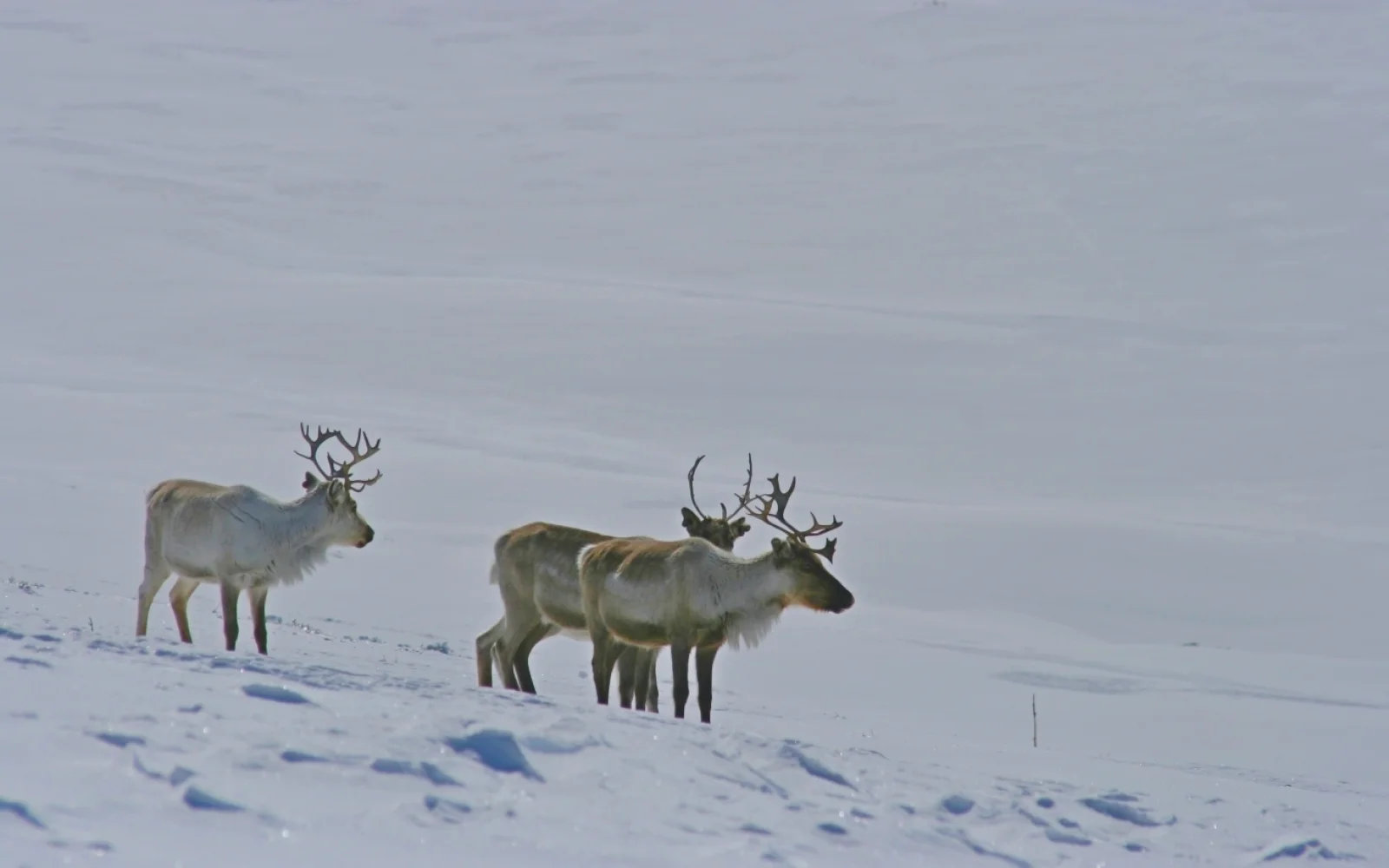 Hohe Wahrscheinlichkeit für Rentierbegegnungen in der offenen Fjälllandschaft