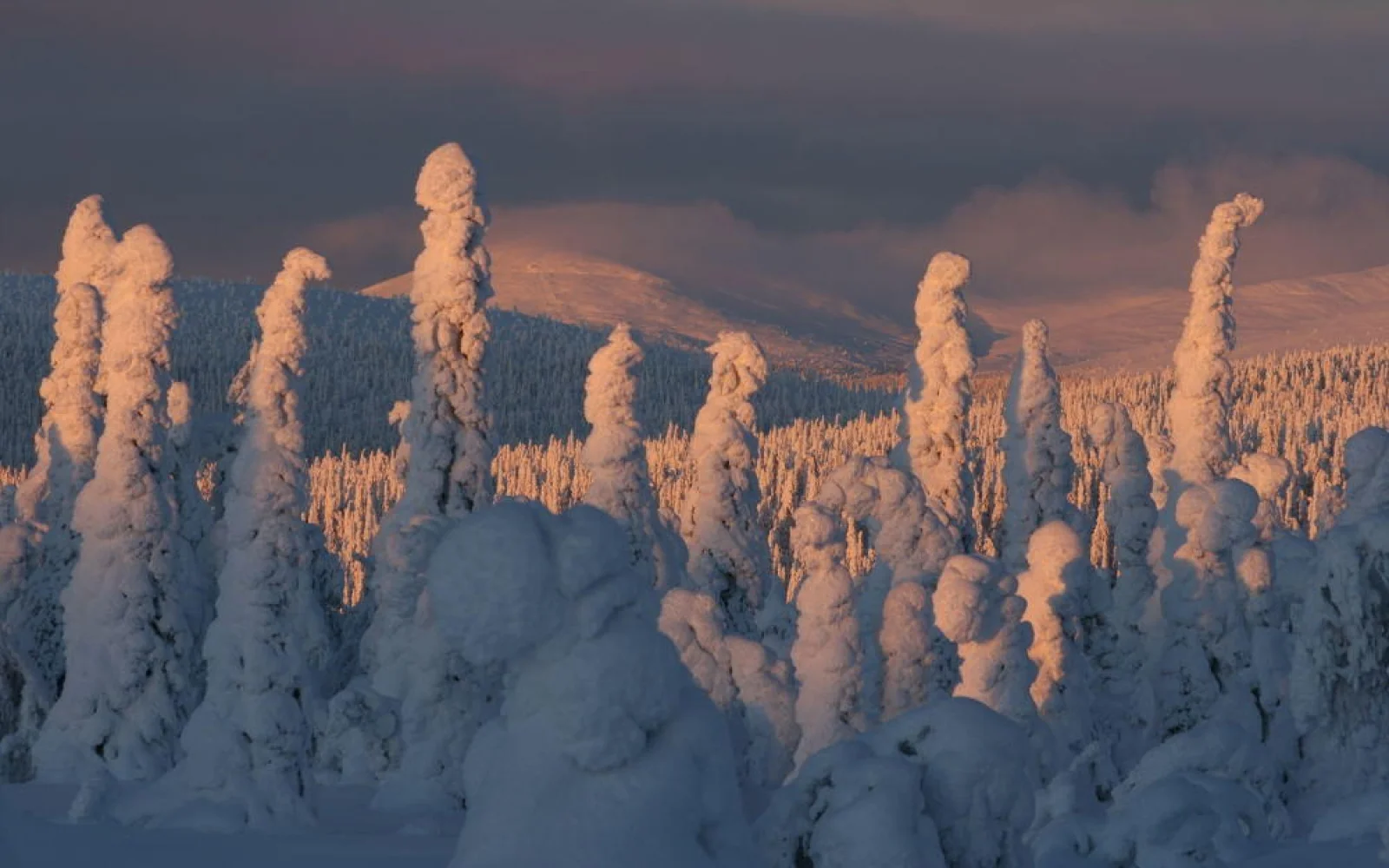 Im „Herzwinter” von Lappland erlebt man die schönsten Schneelandschaften des Winters