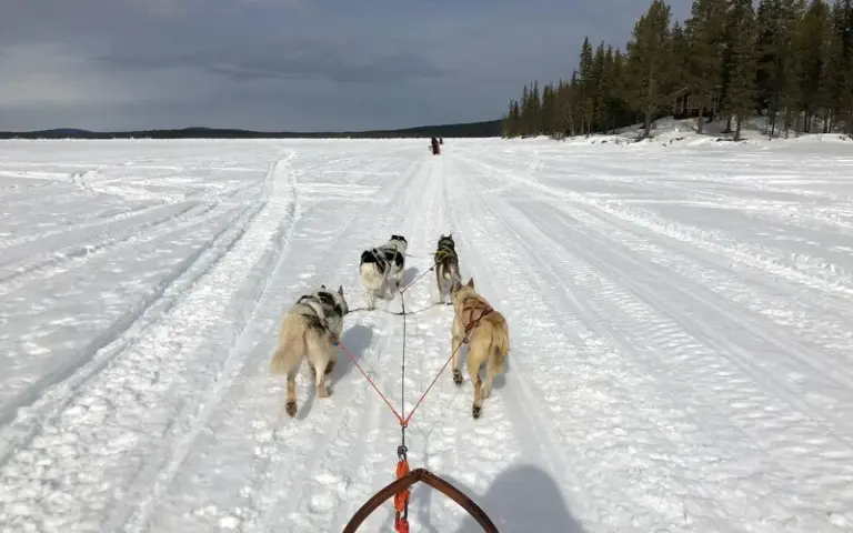 Huskytour durch verschneite Wälder und über zugefrorene Seen