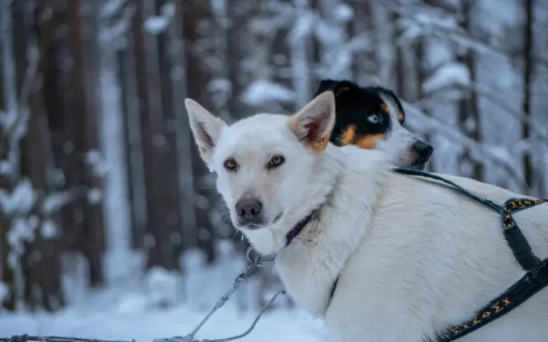 Einführung ins Hundeschlittenfahren, Huskytour, Begrüßungsabendessen