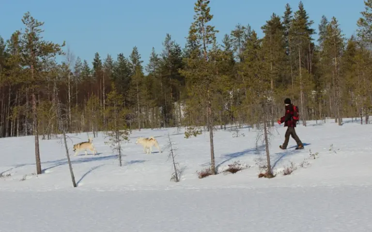 Erste Schneeschuhwanderung mit Huskybegleitung rund um die Huskyfarm