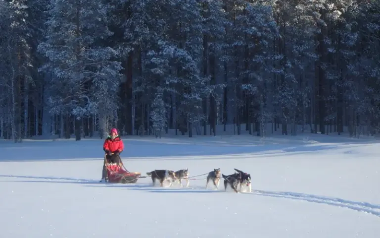 Zweite Huskytour in anspruchsvollerem Gelände