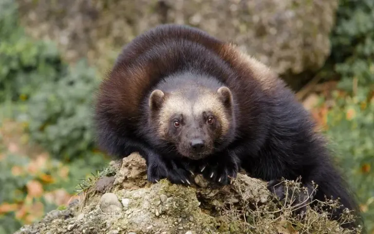 Tierbeobachtung in den wilden Wäldern bei Lieksa