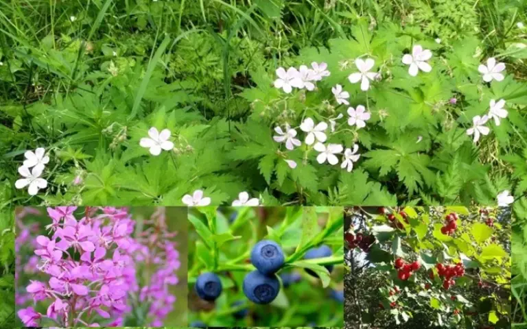 Waldspaziergang und Workshop „Wildkräuter, Beeren, Pilze“