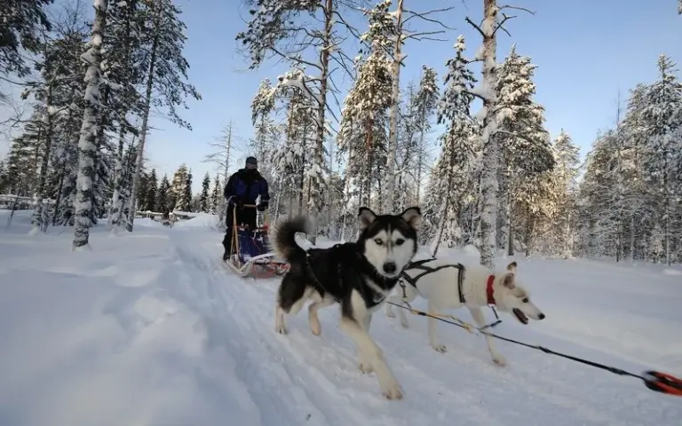 Erste Husky-Tagestour durch verschneite Wälder und über vereiste Seen