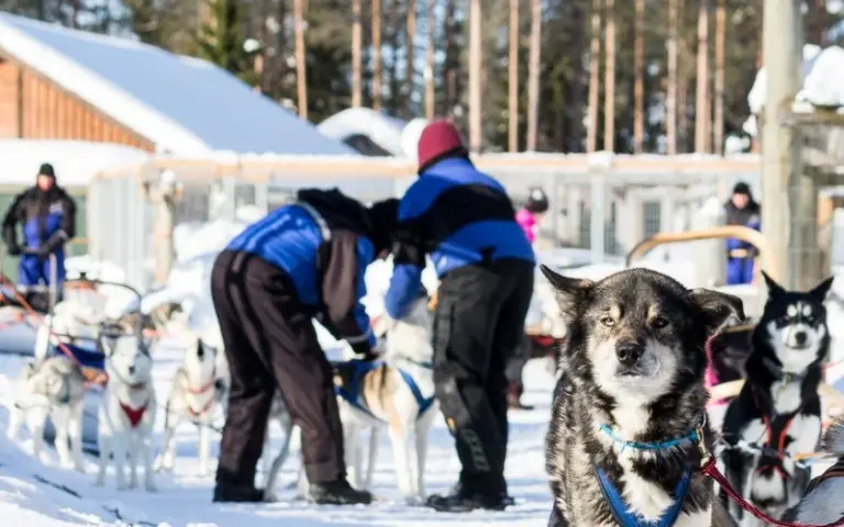 Einführende Huskytour