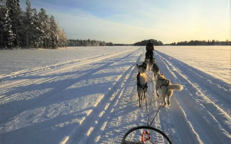 Huskytour durch die finnische Wildnis und Mittagessen am Lagerfeuer