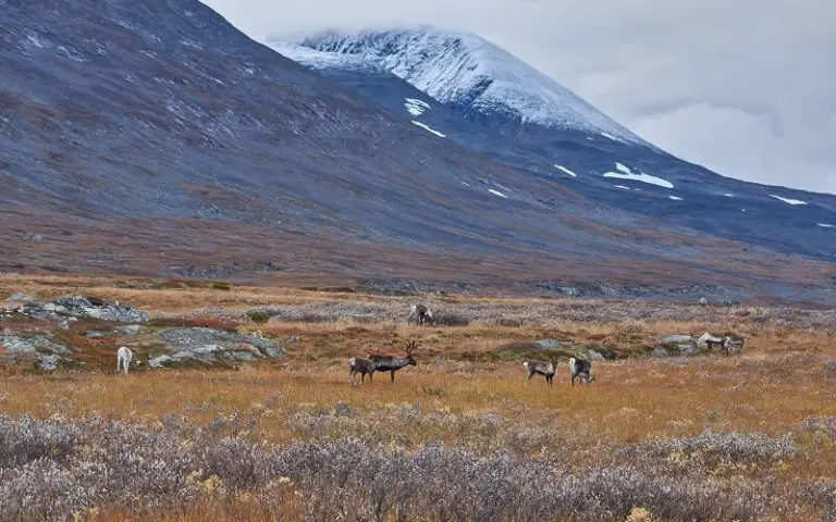 Wanderung zum Sarek-Bergmassiv