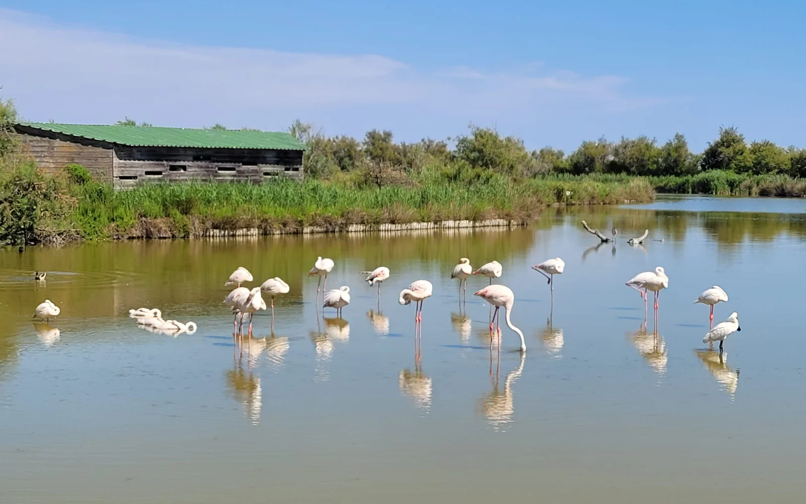 Flamingos in der Camargue