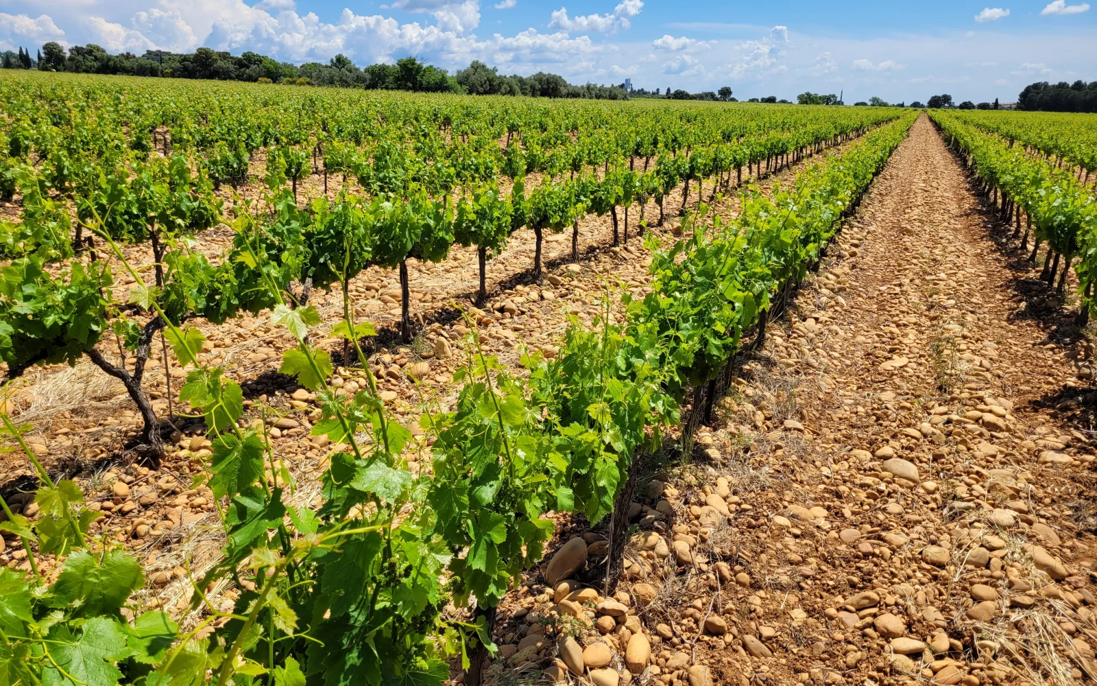 Weinberge soweit das Auge reicht