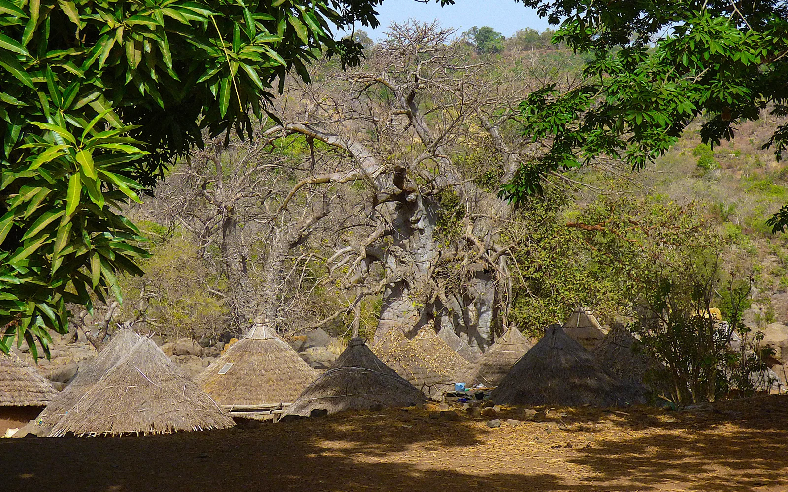 Der Baobab, Nationalbaum Senegals, thront auch über abgeschiedenen Dörfern
