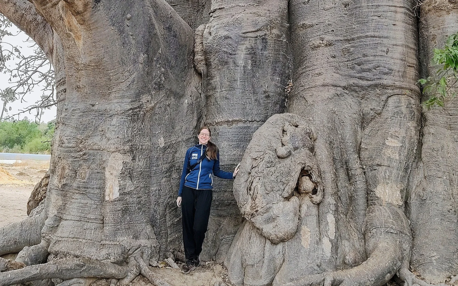 Nationalbaum Senegals ist der Baobab, einige Exemplare ca. 1000 Jahre alt