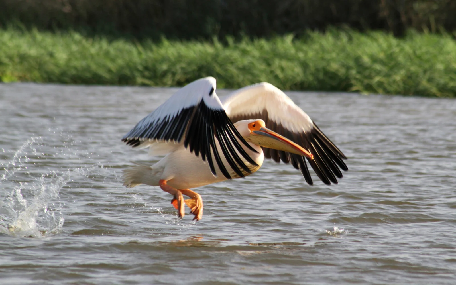 Tierische Flussabenteuer im Sine-Saloum-Delta