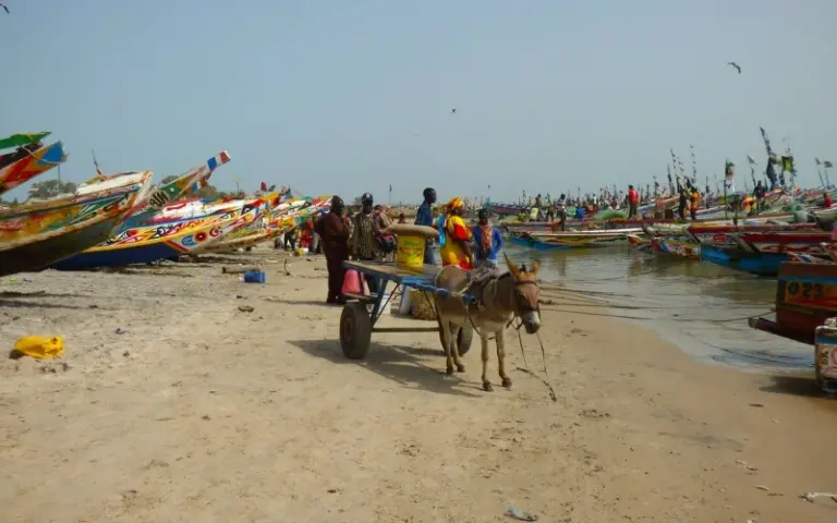 Bootsfahrt im Sine Saloum-Delta und Kutschfahrt mit Hafenbesuch