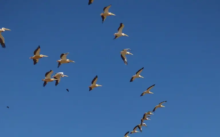Bootsfahrt im Vogelparadies und Erkundungen in St. Louis
